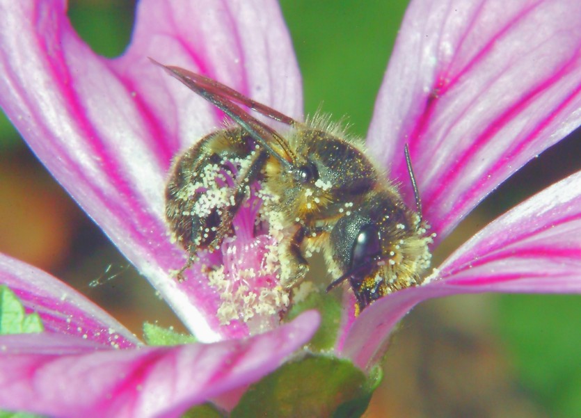 Macrofotografia, che passione!